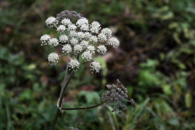 DSC7677.jpg
