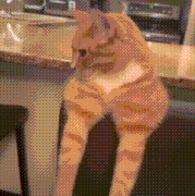 cat funny.gif