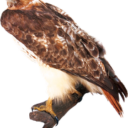 wxQ