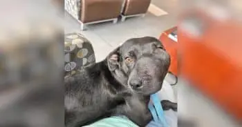 Dog's Unique Grin Concealed Serious Health Issues