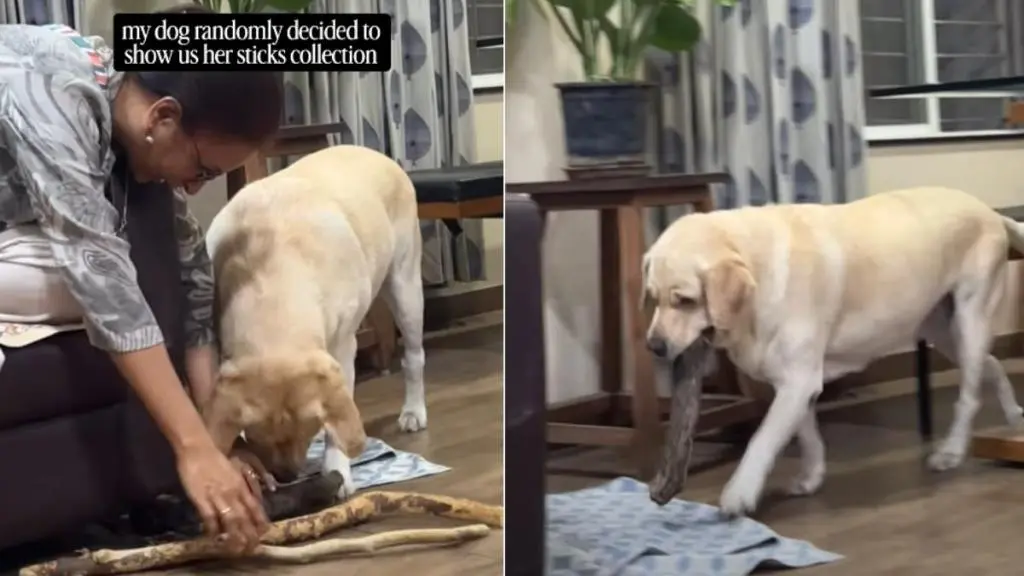 Canine Curator Unveils Stunning Stick Collection
