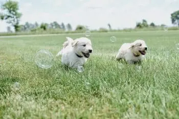 Summer Fun with Canine Companions