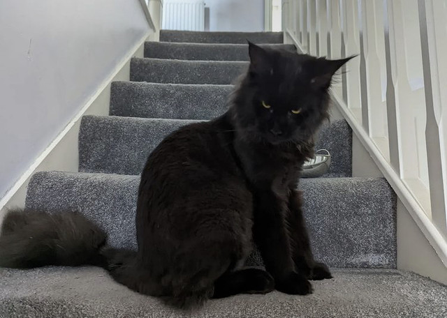 Fennixtastic’s Cat