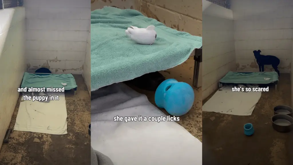 Scared Shelter Dog Needs a Chance