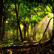 wp4093018-amazon-river-wallpapers