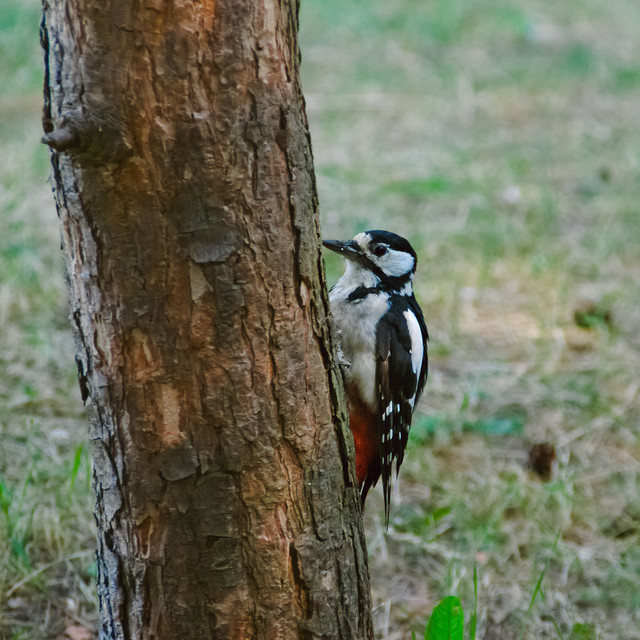 IMGP5077.jpg