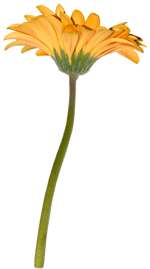 VC-Incantation-El58.png