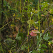 DSC5097-1