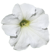 fleur13