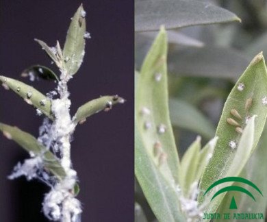Olive psyllid (Euphyllura olivina)