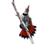 775