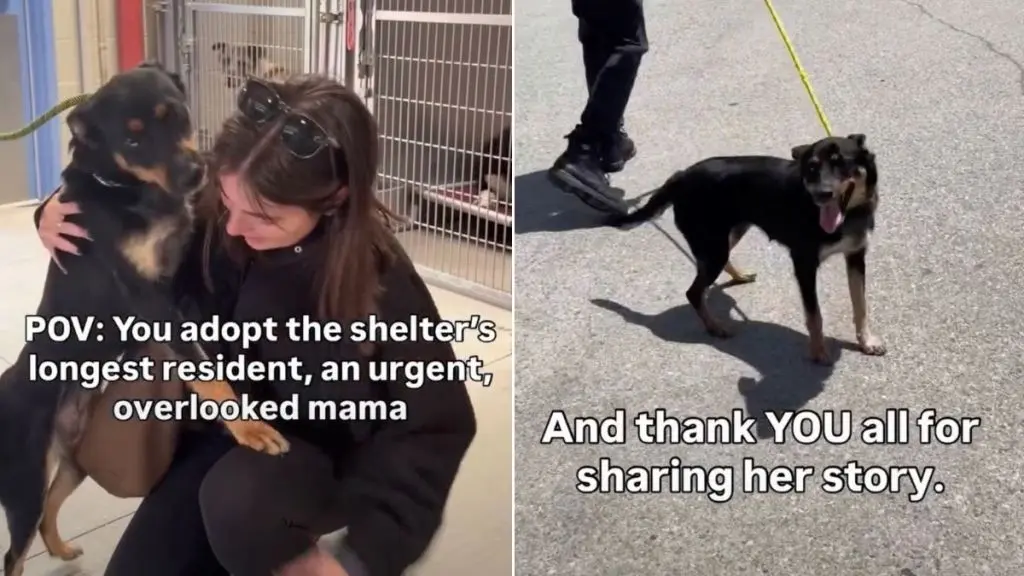 Overlooked Mom Dog Finally Finds a Home After Months in Shelter