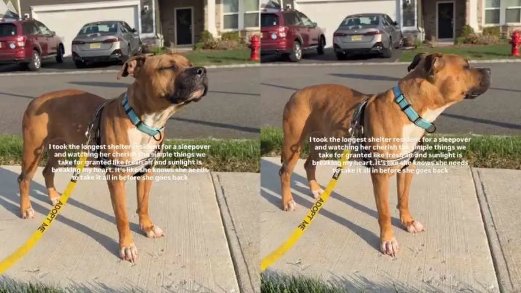 A Shelter Dog's Joyful Day Out Reveals Life's Simple Pleasures