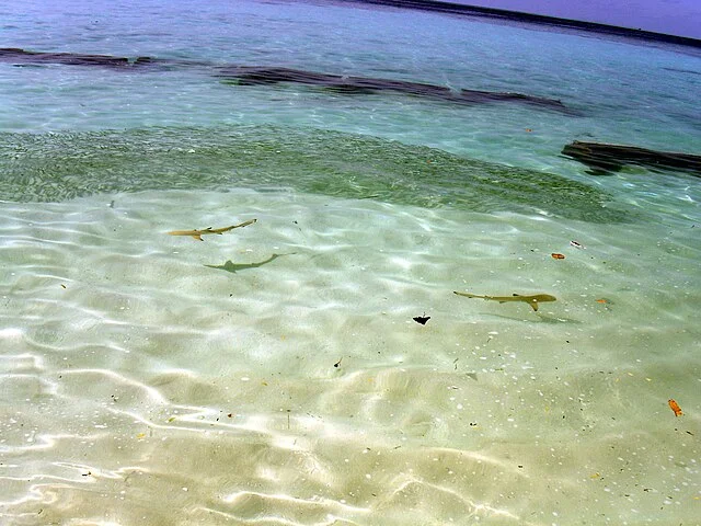 Ari Atoll.webp