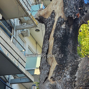 Δεντρο πλατεια Λαου012