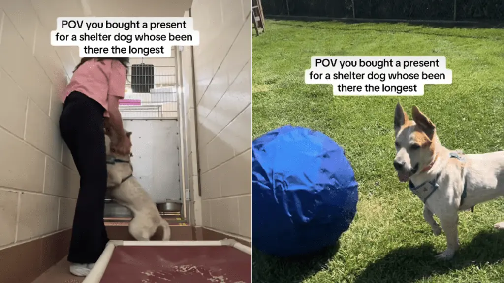 Longest-Staying Shelter Dog Receives a Special Gift