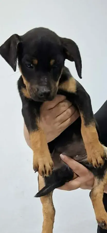 Meet Arabella: The Adorable Three-Month-Old Cross-Breed Puppy Seeking a Forever Home