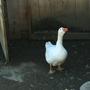 IMG 7152 Gans