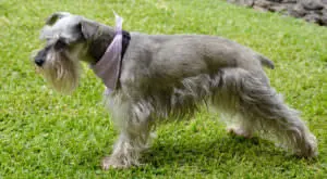 A Simple Daily Change for Your Schnauzer's Skin and Coat