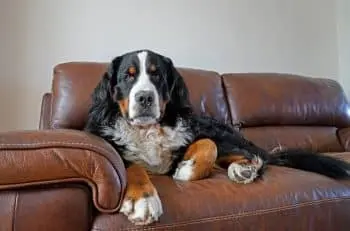 Boosting Vitality and Immune Health in Bernese Mountain Dogs