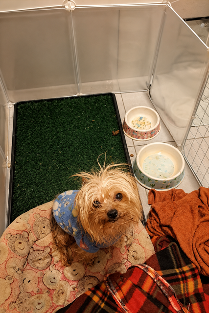 Sweet senior male Yorkie Oreo looking up attentively in his playpen
