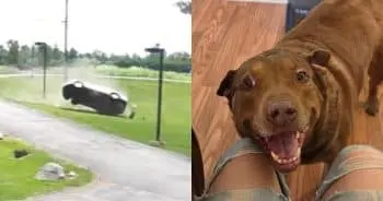Dog Thrown From Rollover Crash Is Finally Found Thanks to Kids