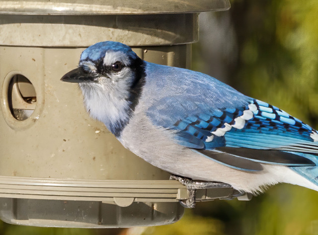 blue-jay-through-window