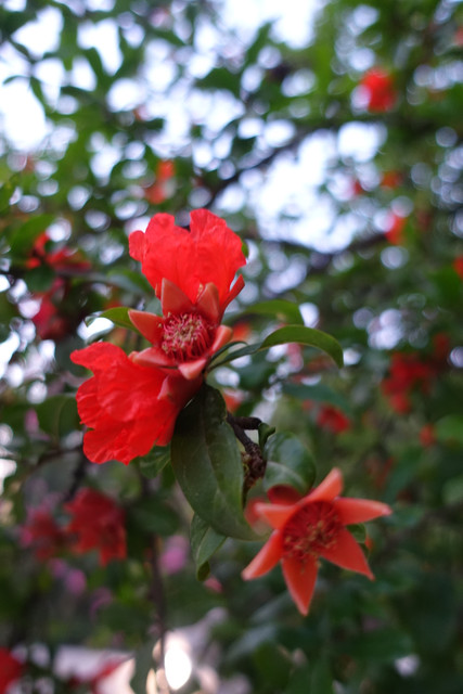 DSC08345.jpg