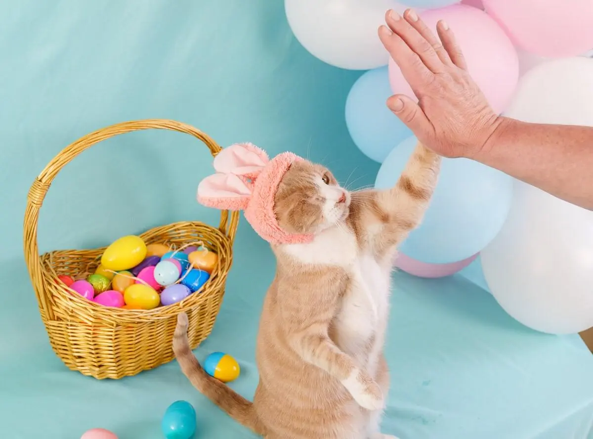 Easter Cat Causes a Stir in Idaho