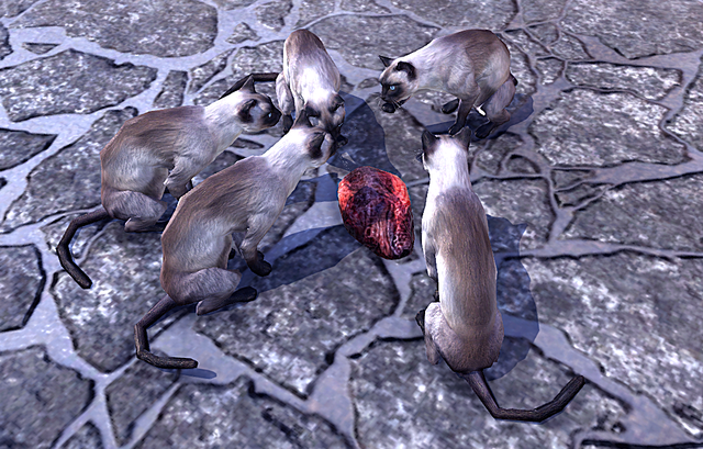 siamese.png