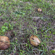 IMG-2525
