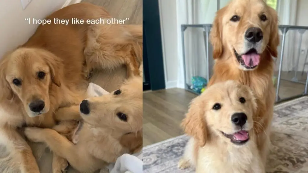 Mom Hopes Golden Retrievers Will Get Along, Something Even Better Happens