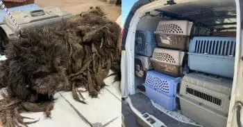 41 Dogs Start Journey to Healing After Hoarding Rescue