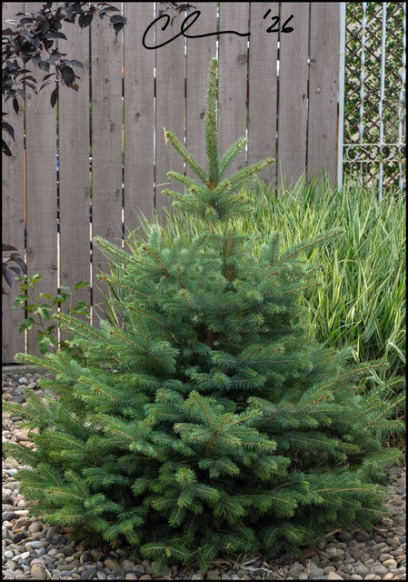 tree CAS09413.jpg