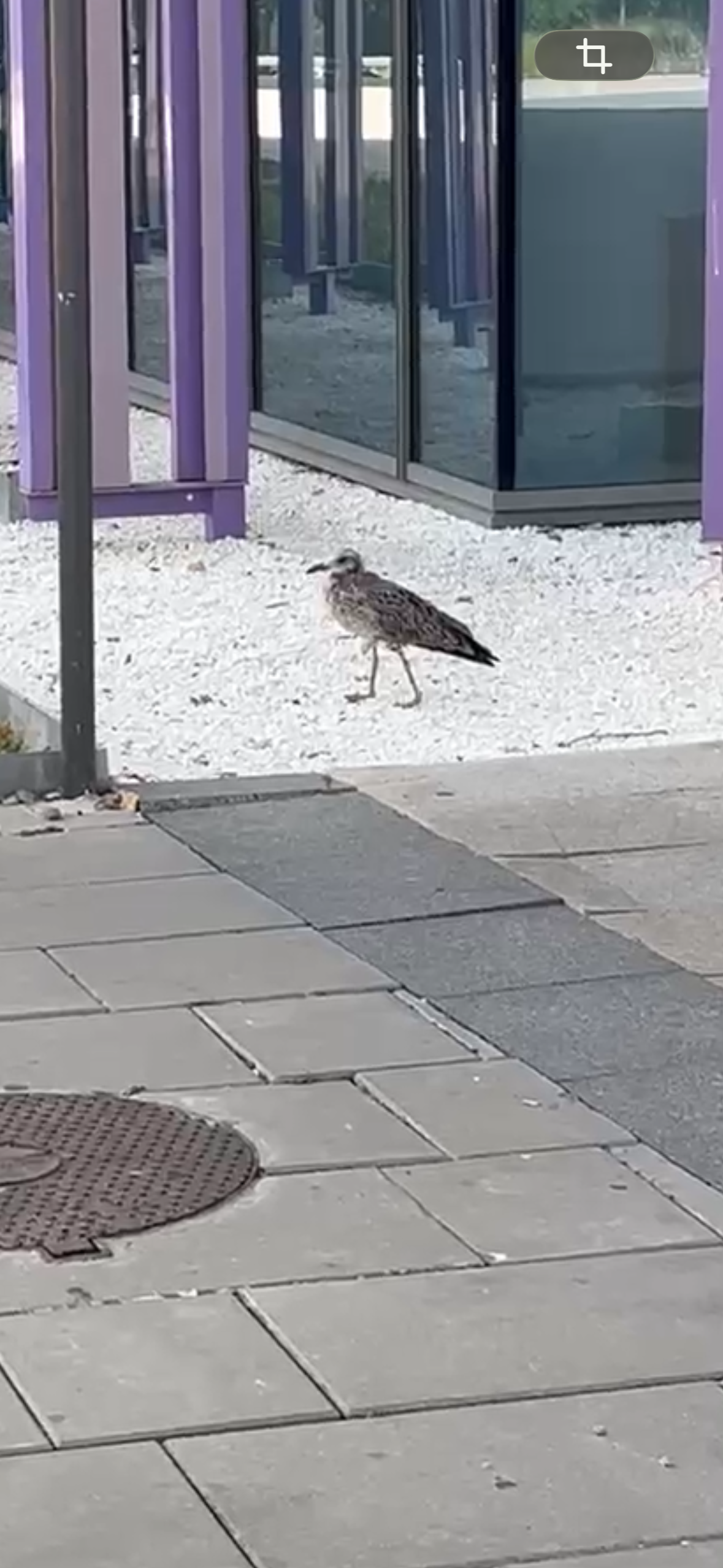 最近認識された鳥の写真