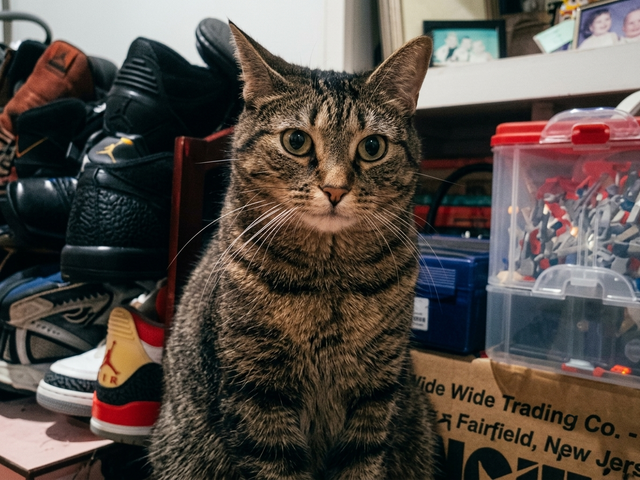 tabby3