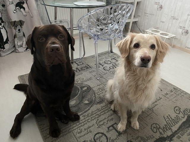 D3-BEFDF8-9-D0-E-4931-9359-FF84-FE8-A2-F