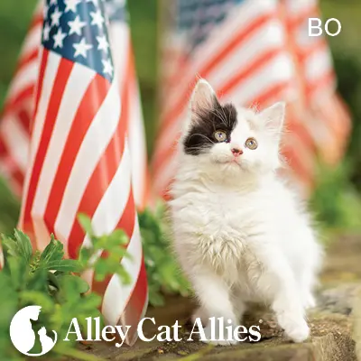 Keeping Felines Safe During Fourth of July Celebrations