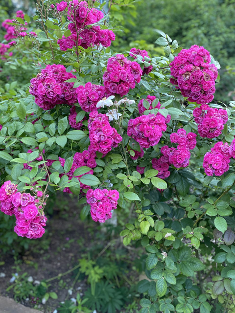 IMG-3710