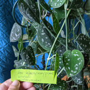 Scindapsus pictus