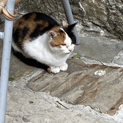 IMG-2154
