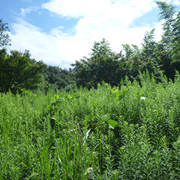 P1350296