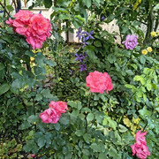 garden2