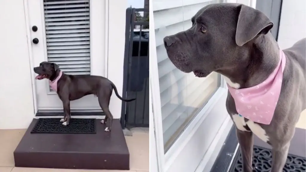 Rescue Dog Waits at Door as If It Were His Home