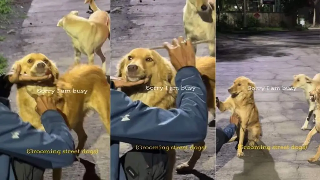 Canine Spa Day: Street Dogs Queue Patiently for Scratching Sessions