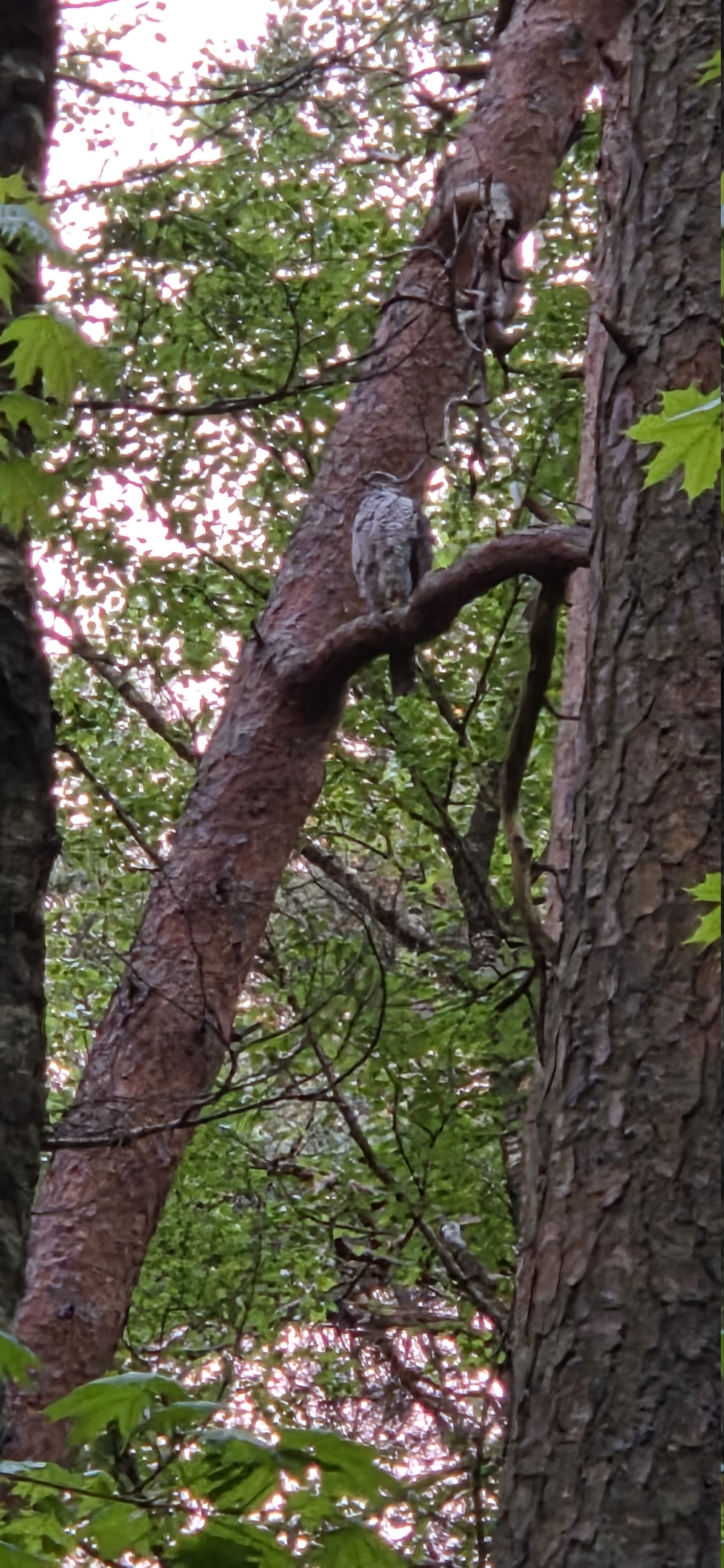 Recent bird photo