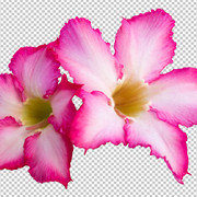 adenium