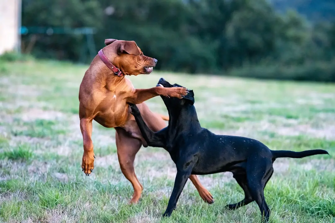 Transitioning Your Puppy to Two Meals a Day: A Comprehensive Guide