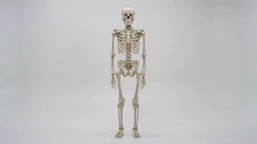 Skeleton Animation
