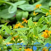 玉蜂谷蜜蜂园13